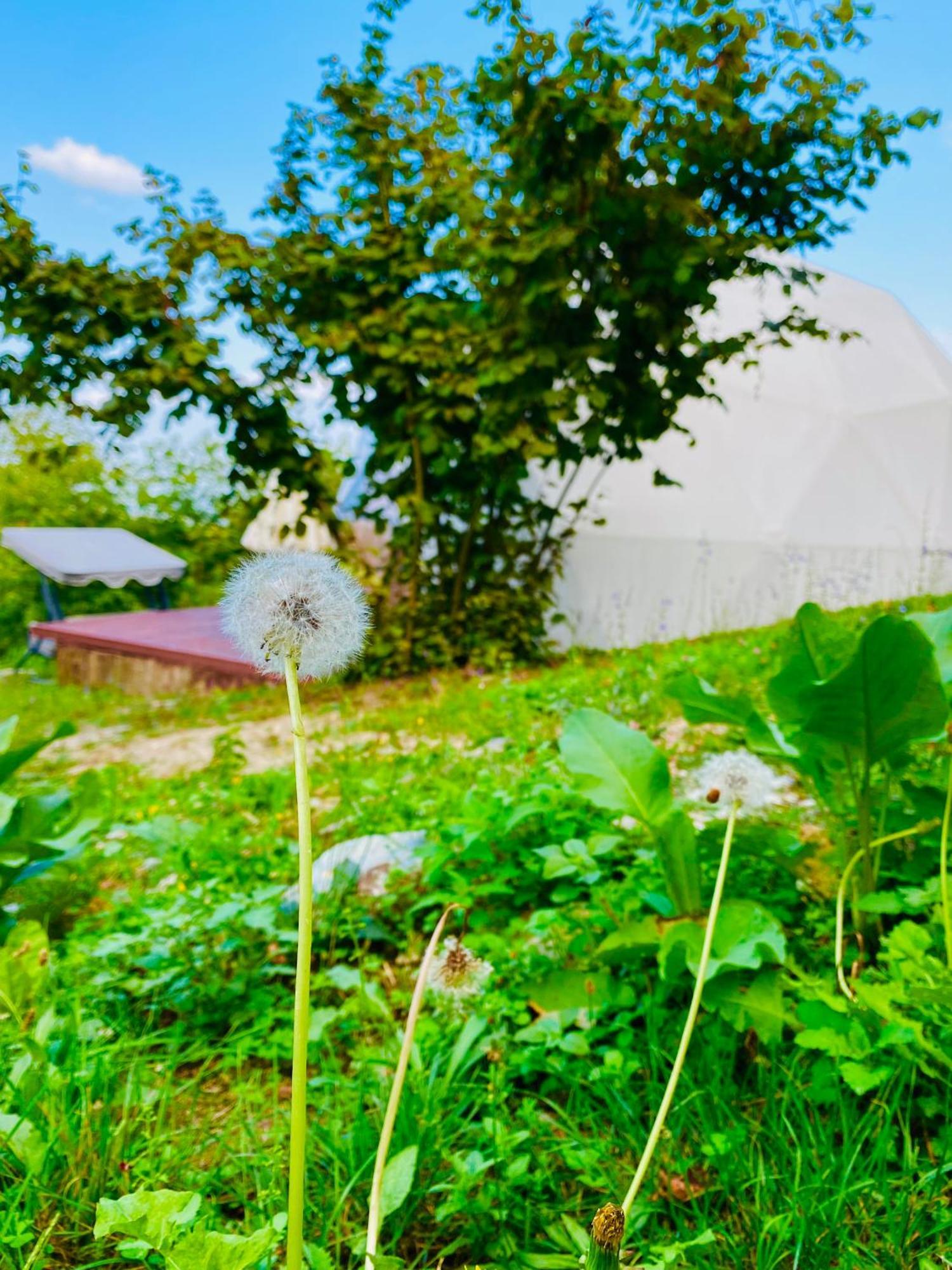 Phalesia Glamping Otel سبانجا المظهر الخارجي الصورة